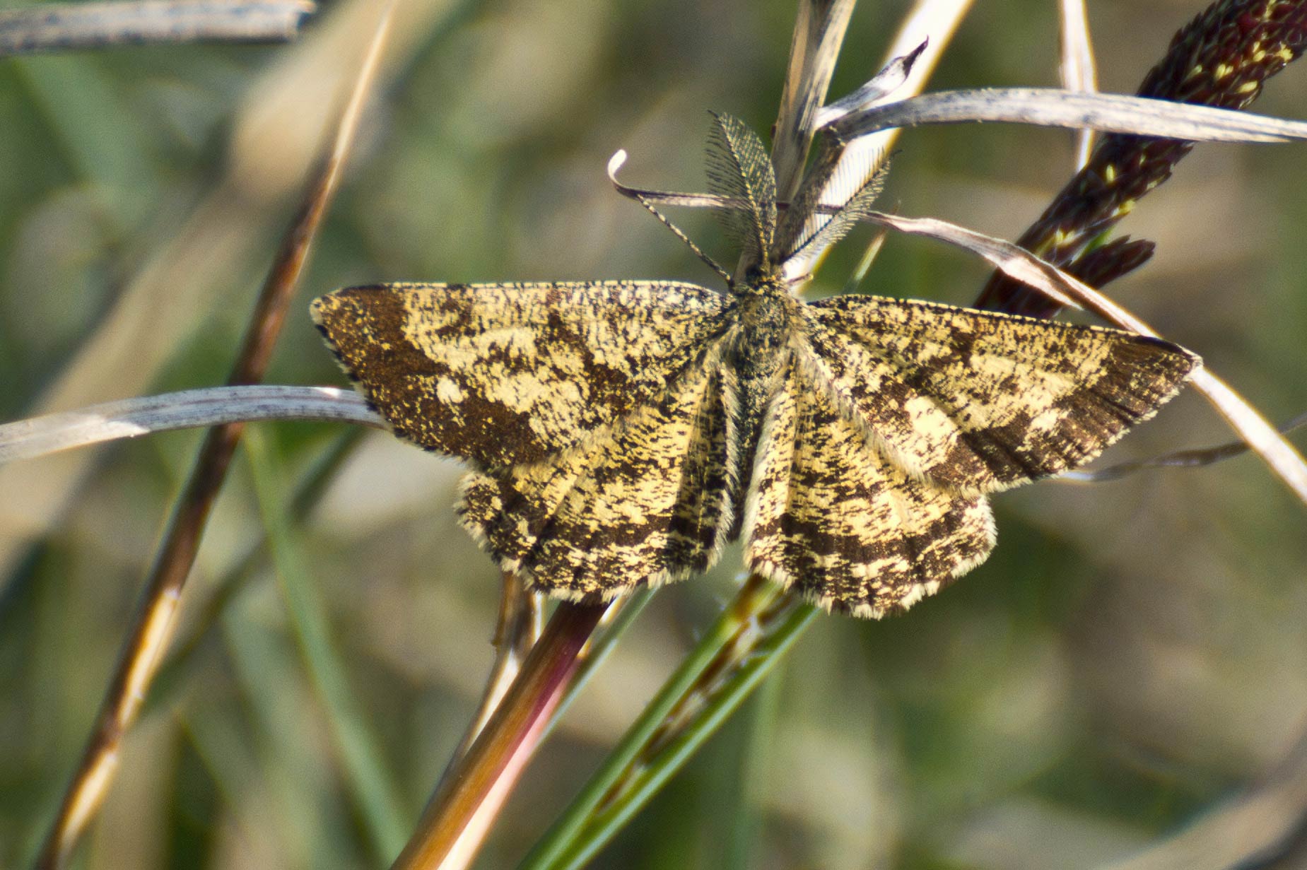 Da identificare -  Ematurga atomaria